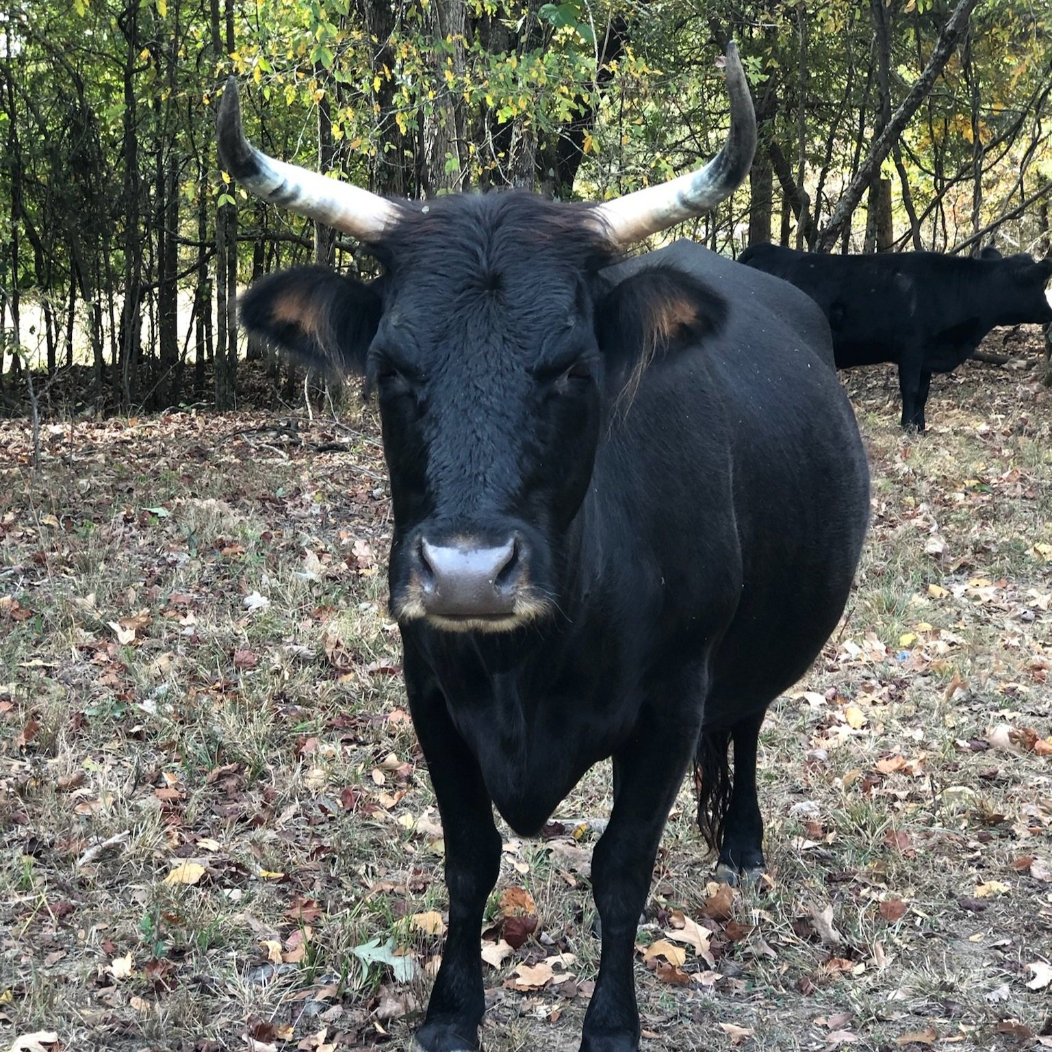 Black cow with prominent horns standing in a grassy area surrounded by trees and fallen leaves, with another cow in the background.